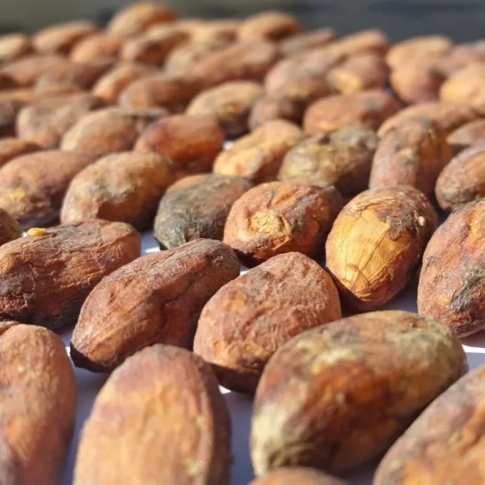 Cacao de Trincheras