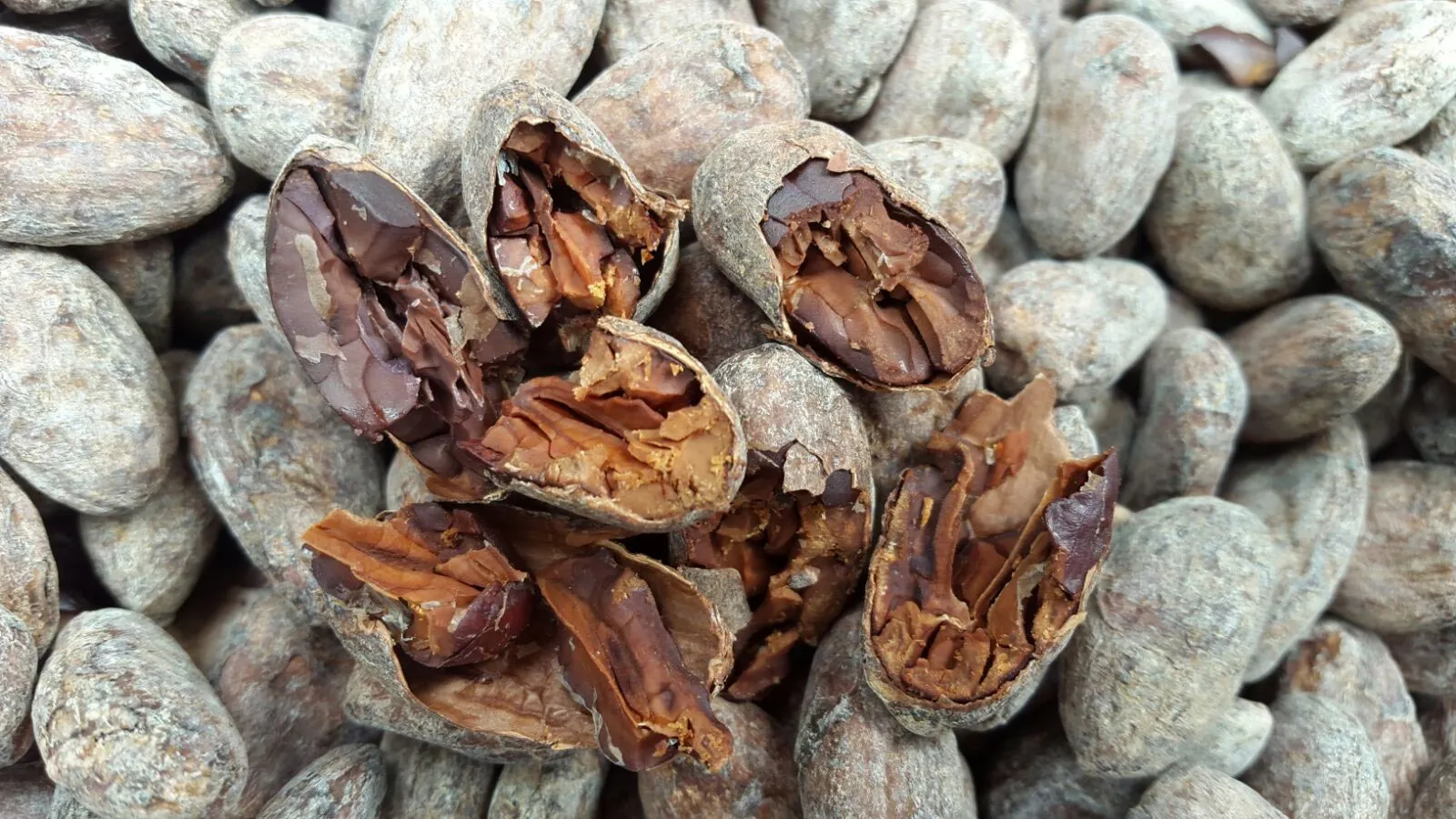 Cacao de Manapiare Fino