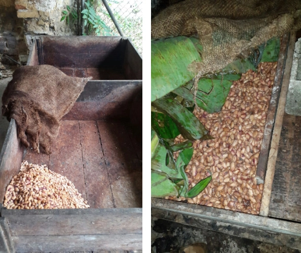 protocolo de fermentacion