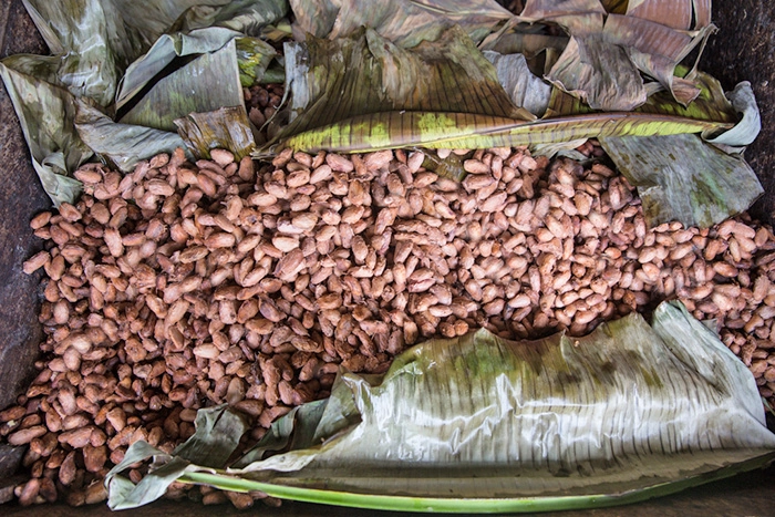 protocolo de fermentacion