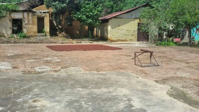 protocolo de secado