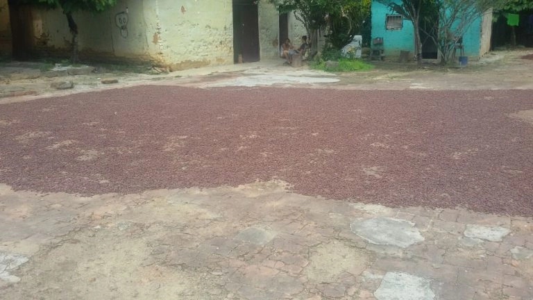 protocolo de secado