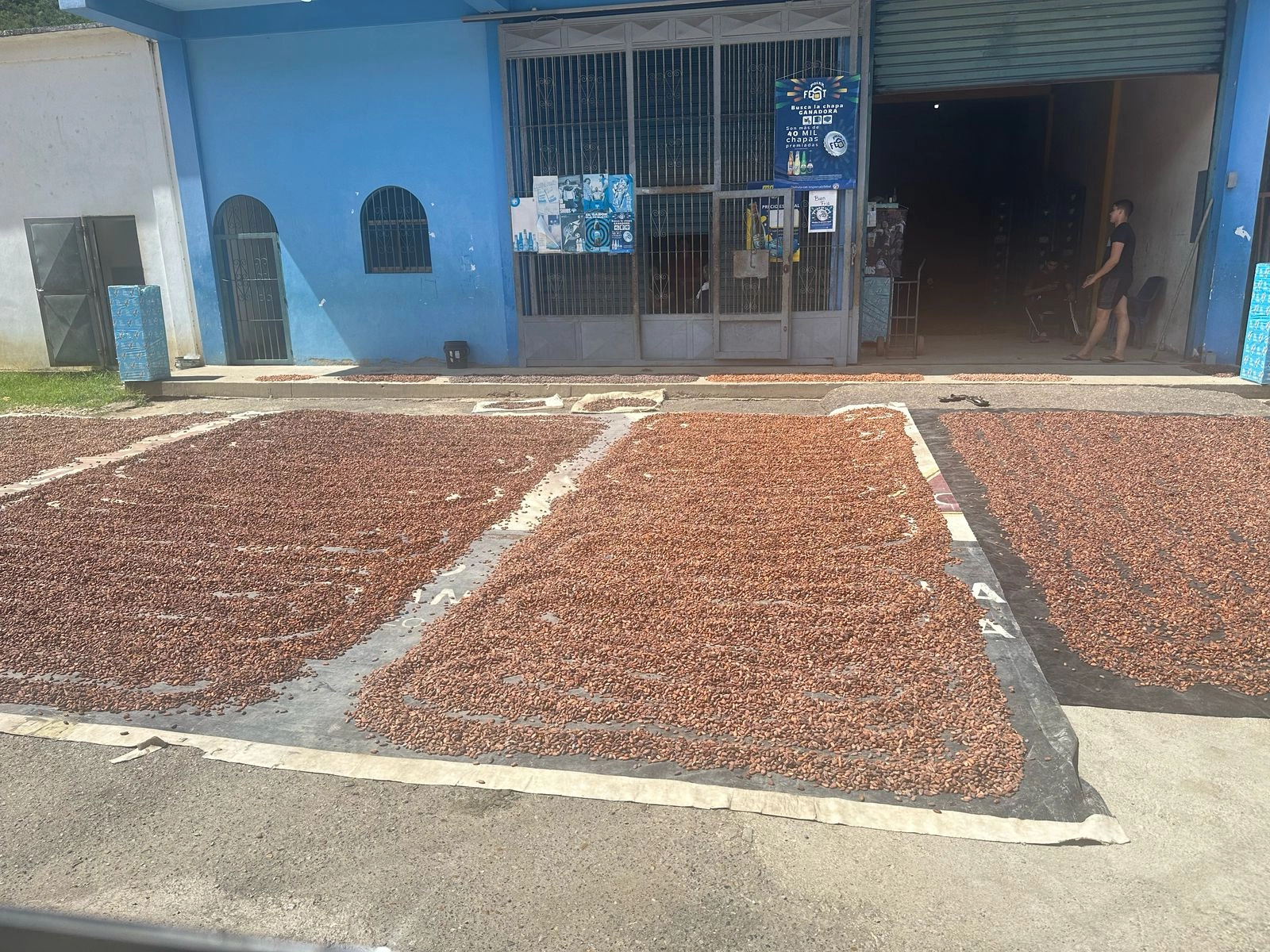 protocolo de fermentacion